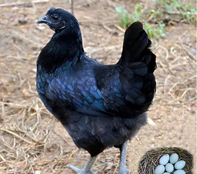 五黑雞