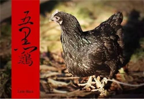 五黑雞