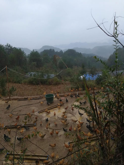 金寨大別山散養(yǎng)雞