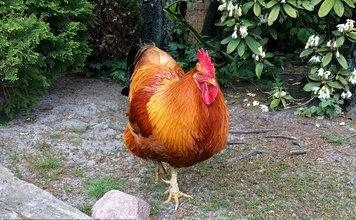 金寨散養(yǎng)雞