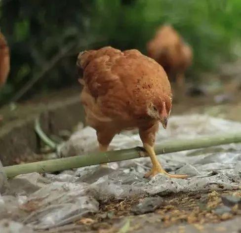 金寨散養(yǎng)土雞