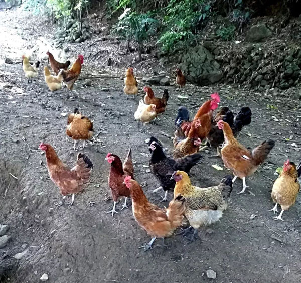 金寨跑山雞