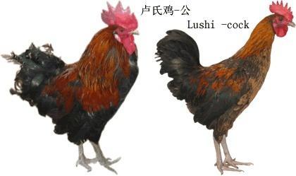 土雞品種