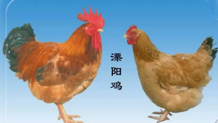 土雞品種