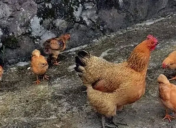 金寨土雞